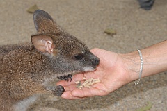0780 Wildlife Habitat Port Douglas